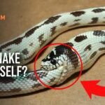 Can snakes eat themselves to death?